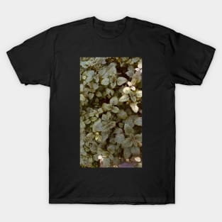 Melissa Officinalis Green Leaves T-Shirt